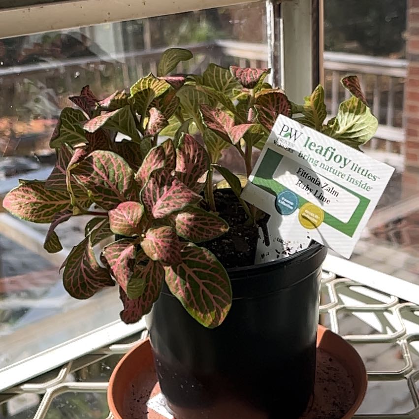 Photo of the plant species Ruby Lime by @ProWingfern73 named Hamilton on Greg, the plant care app