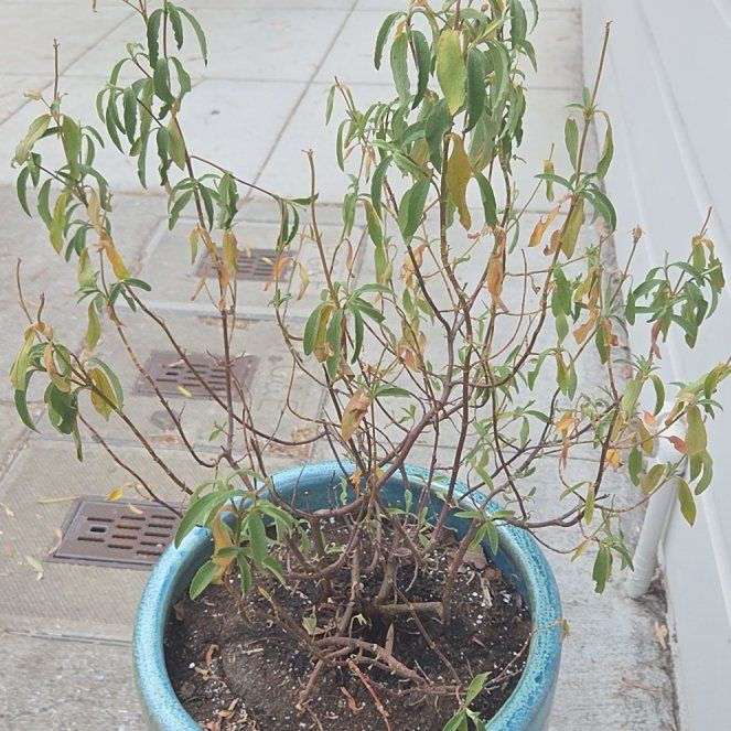 Photo of the plant species Rock Rose by @UpbeatLychee named Rock rose cistus on Greg, the plant care app