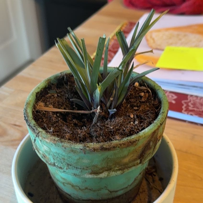 Photo of the plant species Daffodil by @KookyAraceae46 named Gomez on Greg, the plant care app