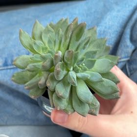 Photo of the plant species Pink Ruby Sedevaria by @PaigeB12r732 named Luci on Greg, the plant care app