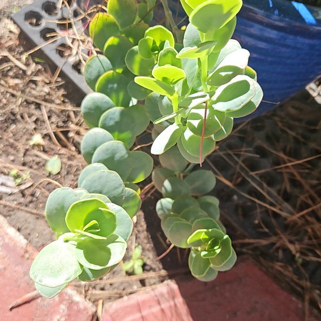 Photo of the plant species Sea Spurge by @TidyFirebush2 named Spike Leaves on Greg, the plant care app