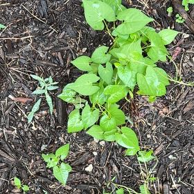 Photo of the plant species Bittersweet by @YummyChosmo85 named Michelle Branch on Greg, the plant care app