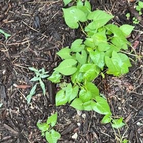 Photo of the plant species Black Bindweed by @YummyChosmo85 named Outside by on Greg, the plant care app