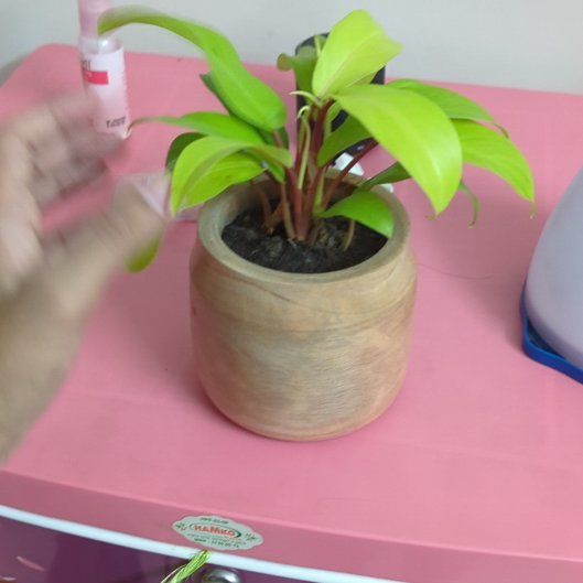 Photo of the plant species Philodendron 'Ceylon Golden' by @BabyPepper55 named Harry on Greg, the plant care app