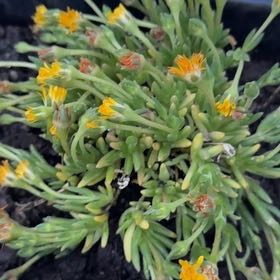 Photo of the plant species Delosperma 'Jewel of Desert Peridot' by @WiseNeem38 named Winston on Greg, the plant care app