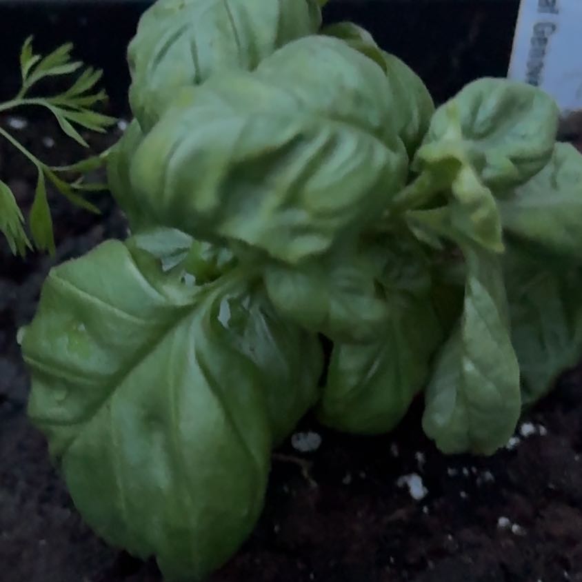 Photo of the plant species Everleaf Genovese Basil by @WiseNeem38 named Ronaldo on Greg, the plant care app