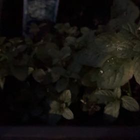 Photo of the plant species Peppermint by @WiseNeem38 named Duke on Greg, the plant care app