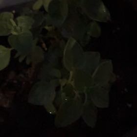 Photo of the plant species Greek Oregano by @WiseNeem38 named Mollie on Greg, the plant care app