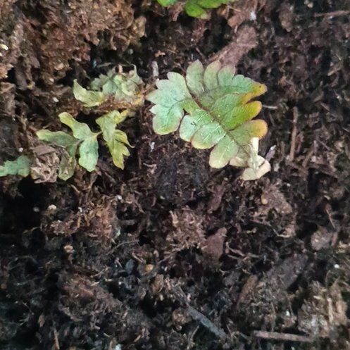 Photo of the plant species Resurrection Fern by @PoliteKeylime24 named Apollo on Greg, the plant care app