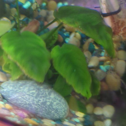 Photo of the plant species Alabama Supplejack by @AceLychee38 named Eva on Greg, the plant care app