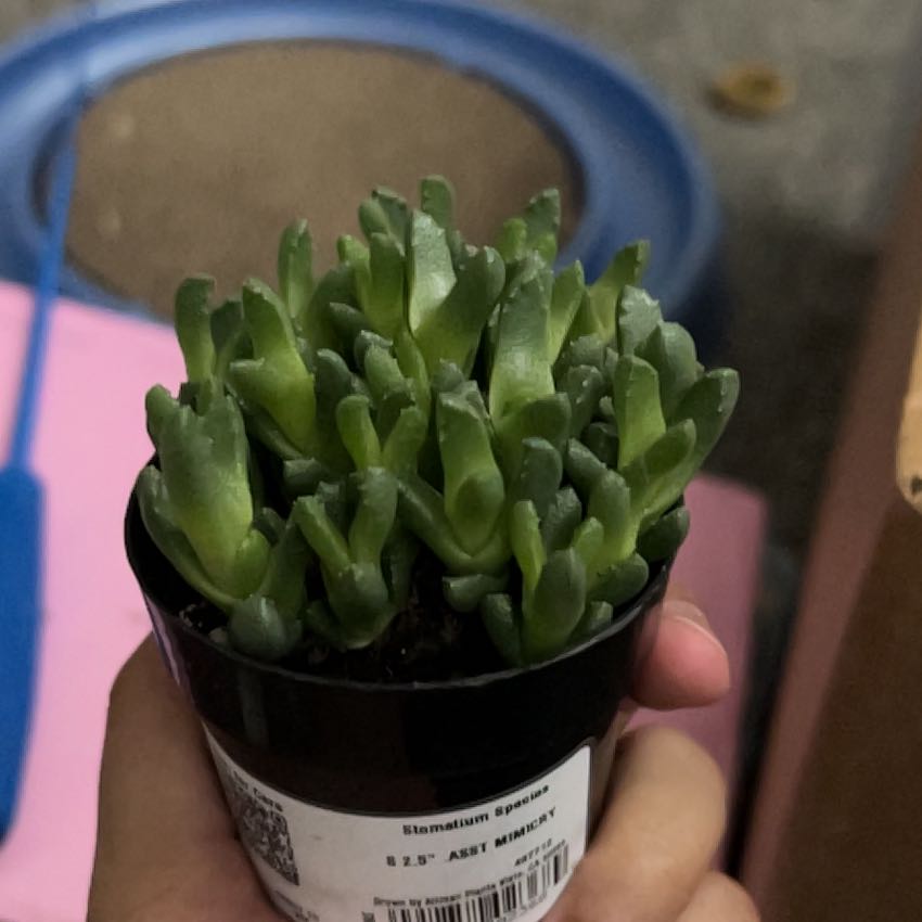 Photo of the plant species Stomatium by @TerrificKale14 named Kendall on Greg, the plant care app