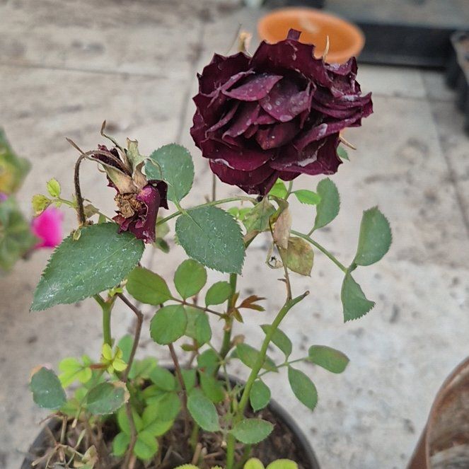 Photo of the plant species Rosa 'Forever Royal' by @SoaringOkra56 named Baesil on Greg, the plant care app