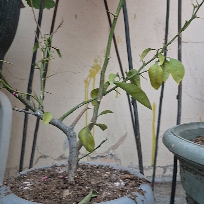 Photo of the plant species lemon tree by @SoaringOkra56 named Captain Plant-it on Greg, the plant care app