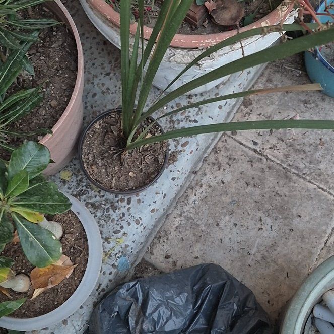 Photo of the plant species Persian Lily by @SoaringOkra56 named Harper on Greg, the plant care app