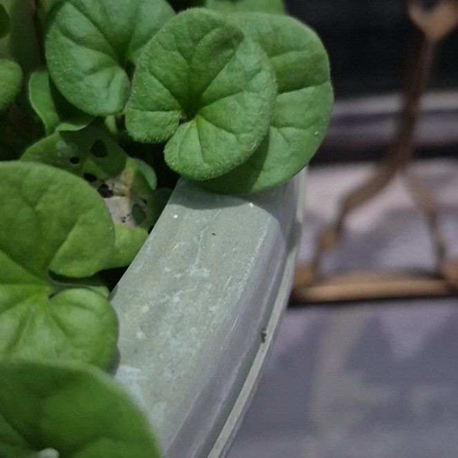 Photo of the plant species Dichondra Repens by @SoaringOkra56 named Plato on Greg, the plant care app