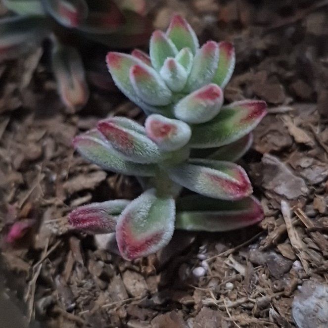 Photo of the plant species Ruby Slippers Echeveria by @SoaringOkra56 named Winston on Greg, the plant care app