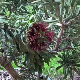 Photo of the plant species Crimson Bottlebrush by @ElderJellycup79 named Orwell on Greg, the plant care app