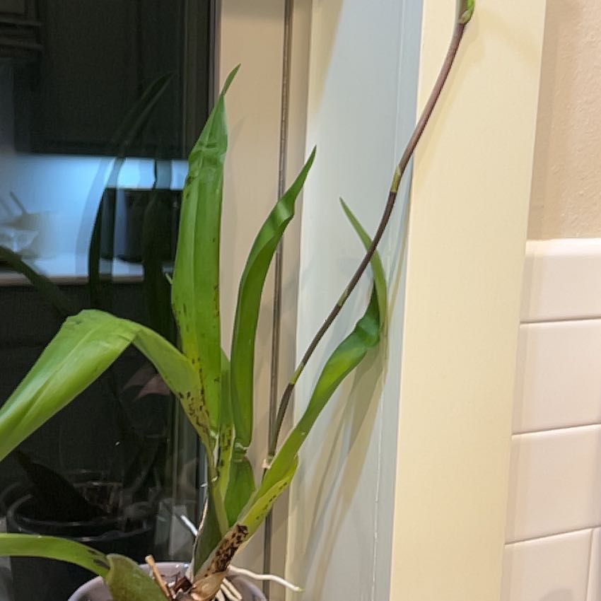 Photo of the plant species Yellow Tiger Orchid by @FierySeastock0 named Tree Diddy on Greg, the plant care app