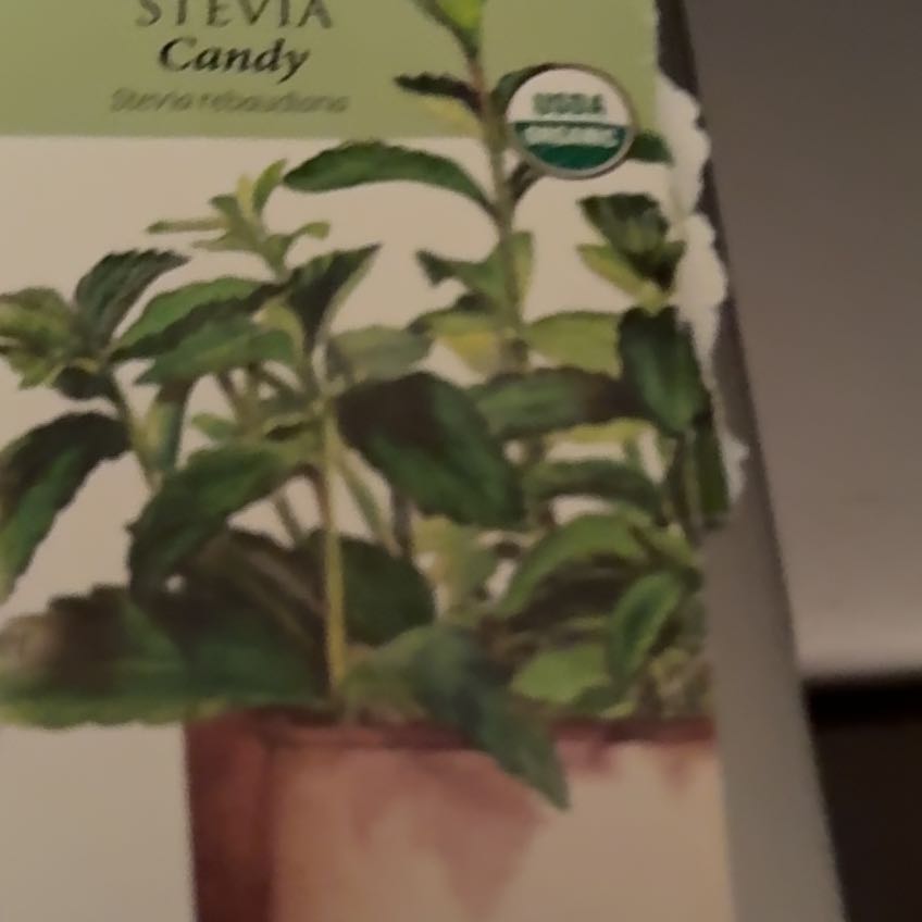 Photo of the plant species Sweetleaf by @MightilyPandan named Sir Plancelot on Greg, the plant care app