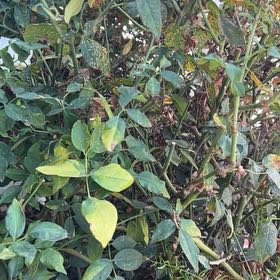 Photo of the plant species Hardy Orange by @BigStarsedge94 named Demi on Greg, the plant care app