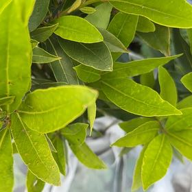 Photo of the plant species California Bay Laurel by @ReallyTomato63 named Surya on Greg, the plant care app