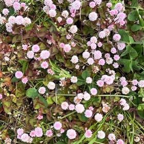 Photo of the plant species Pinkhead Smartweed by @ReallyTomato63 named Kesha on Greg, the plant care app