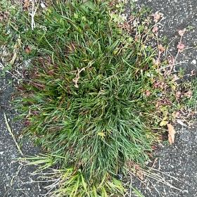Photo of the plant species Poa Annua by @ReallyTomato63 named Figyonce on Greg, the plant care app