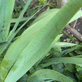 Photo of the plant species Autumn Crocus by @ReallyTomato63 named Captain Plant-it on Greg, the plant care app
