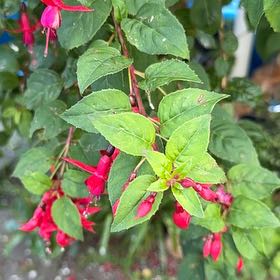 Photo of the plant species Hummingbird Fuchsia by @ReallyTomato63 named Nemo on Greg, the plant care app