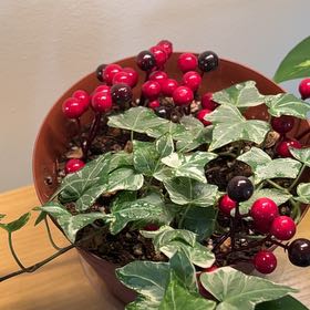 Photo of the plant species Cretan Bryony by @AngelOlneya84 named Doja Cat on Greg, the plant care app