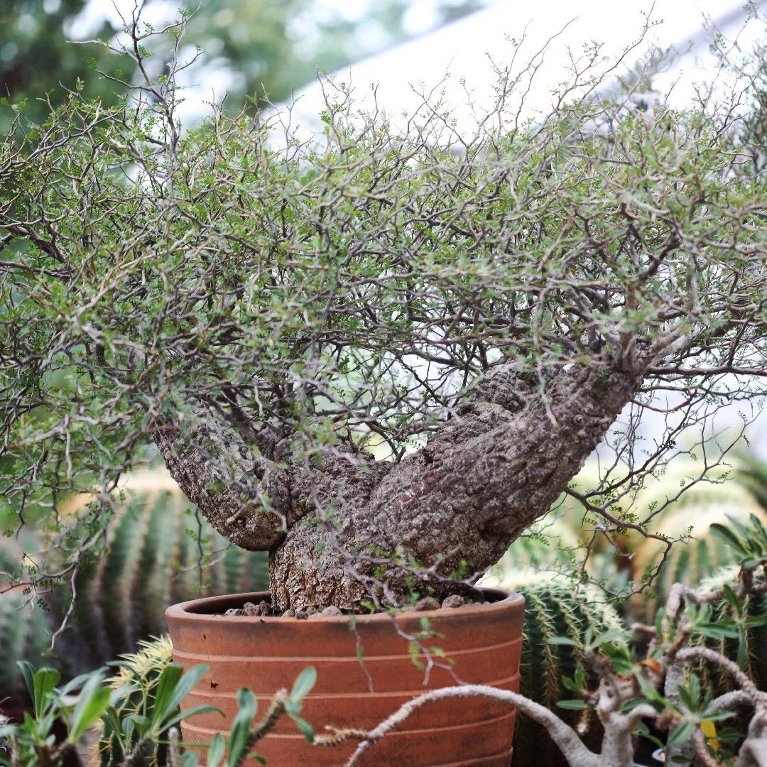 Photo of the plant species Pachypus by @FunAgboy67 named Morgan Treeman on Greg, the plant care app