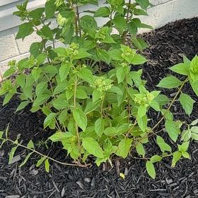 Photo of the plant species Limelight Hydrangea by @ModernCostmary named Zeus on Greg, the plant care app