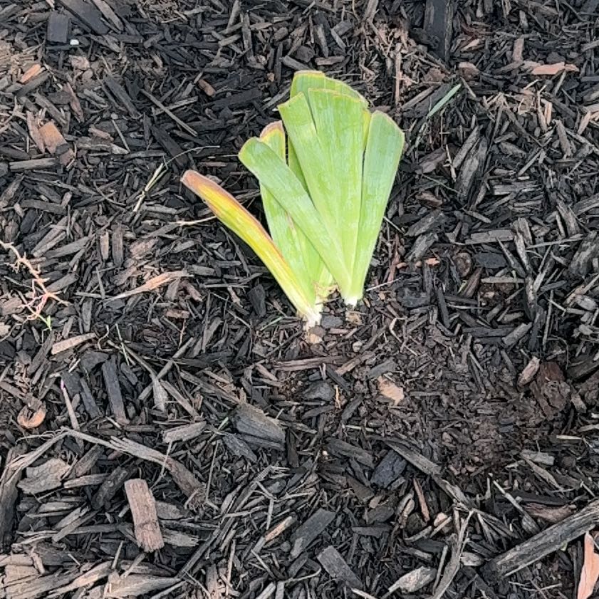 Photo of the plant species Crimean Iris by @ModernCostmary named Tolkien on Greg, the plant care app