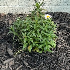 Photo of the plant species Shasta Daisy by @ModernCostmary named Sherlock on Greg, the plant care app