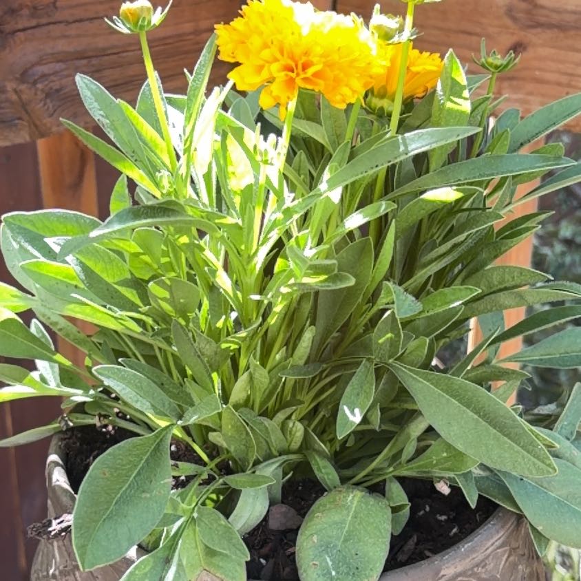 Photo of the plant species Lanceleaf Tickseed by @UberSandleek38 named Ol’ Yeller on Greg, the plant care app