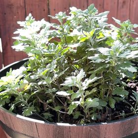 Photo of the plant species Oldwoman by @UberSandleek38 named Greg on Greg, the plant care app