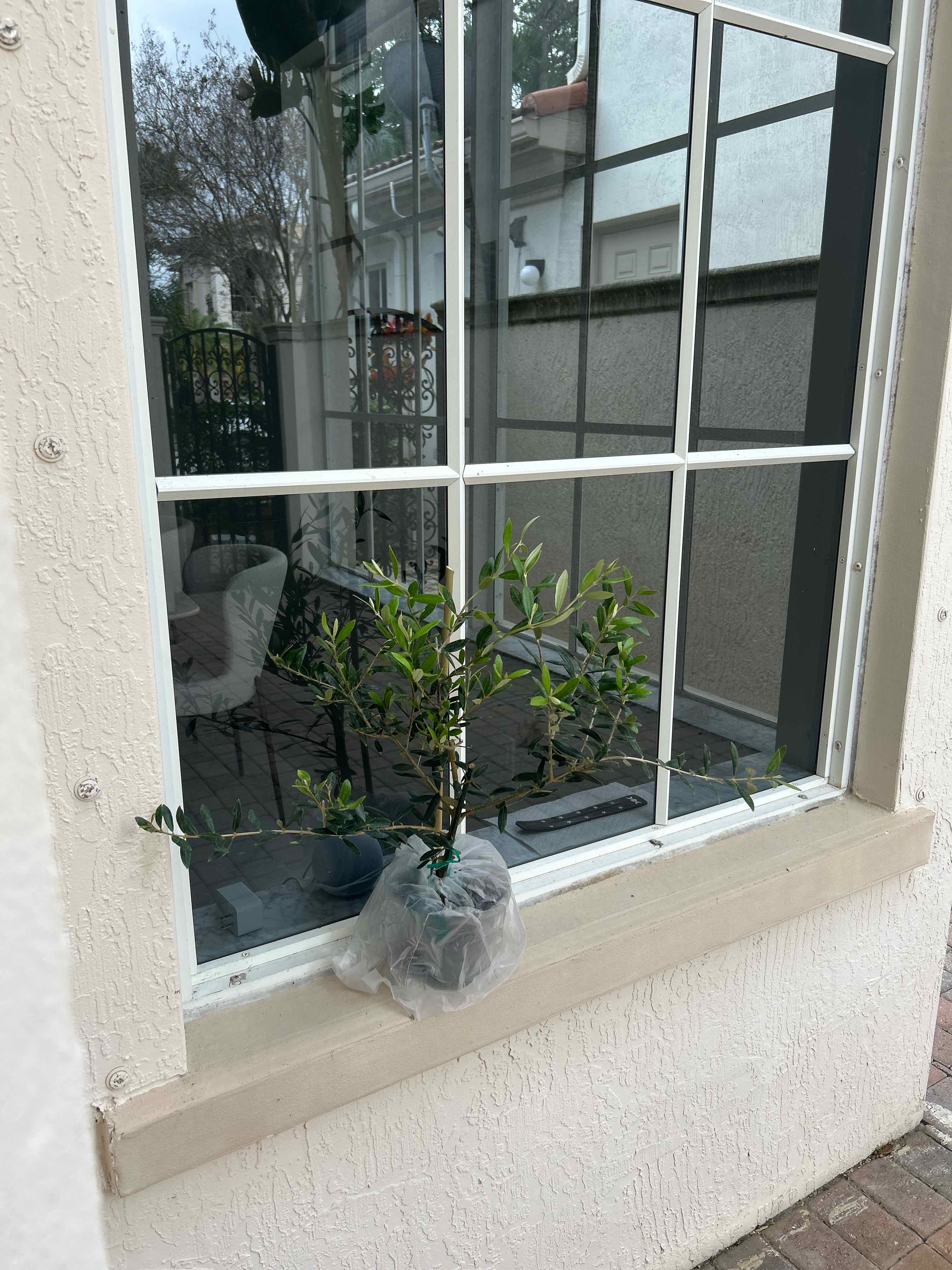 Photo of the plant species Arbequina Olive Tree by @simply_houda named Samer on Greg, the plant care app