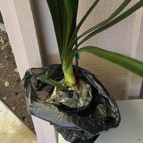 Photo of the plant species Yellow Clivia by @CordialBlueoak named Yellow Clivia on Greg, the plant care app