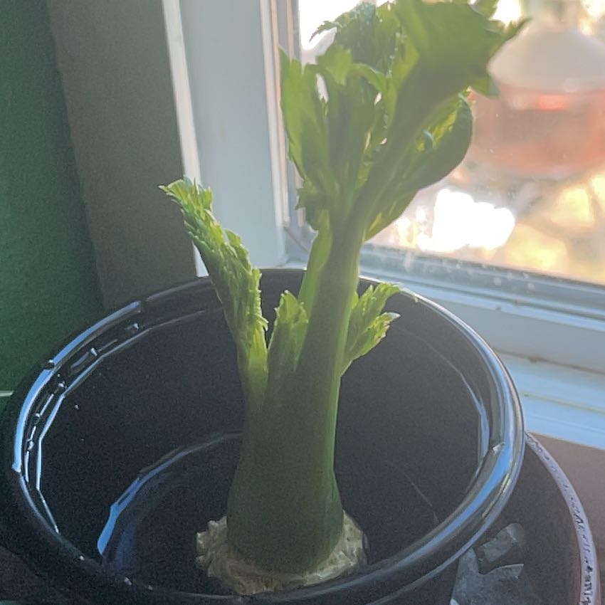 Photo of the plant species Leaf Celery by @PrimoCorn48 named Bigleef Smalls on Greg, the plant care app