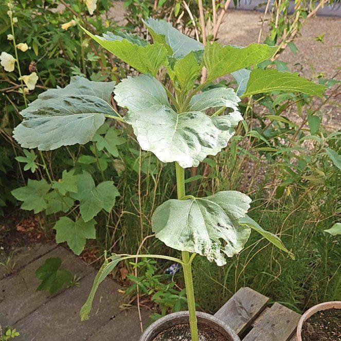 Photo of the plant species Giant Sunflower by @LushOnion30 named Austen on Greg, the plant care app