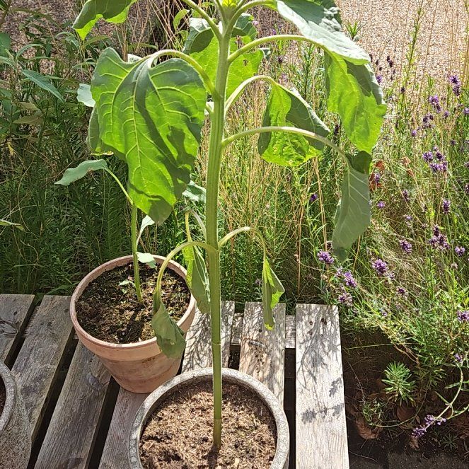 Photo of the plant species Giant Sunflower by @LushOnion30 named Leaf Erickson on Greg, the plant care app