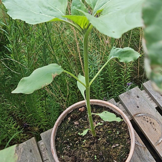Photo of the plant species Giant Sunflower by @LushOnion30 named Marley on Greg, the plant care app