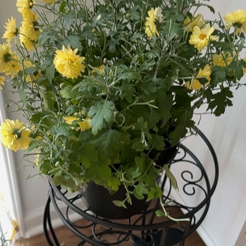 Photo of the plant species Mum by @JocularRoselle named Doja Cat on Greg, the plant care app