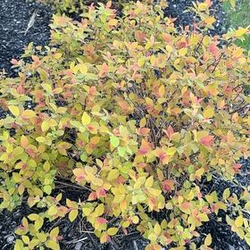 Photo of the plant species Early Lowbush Blueberry by @JocularRoselle named Plato on Greg, the plant care app