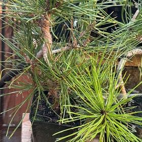 Photo of the plant species Silver Pine by @PeachyCorrea74 named Dax on Greg, the plant care app