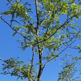 Photo of the plant species Tamarind by @Krumca named Harper on Greg, the plant care app