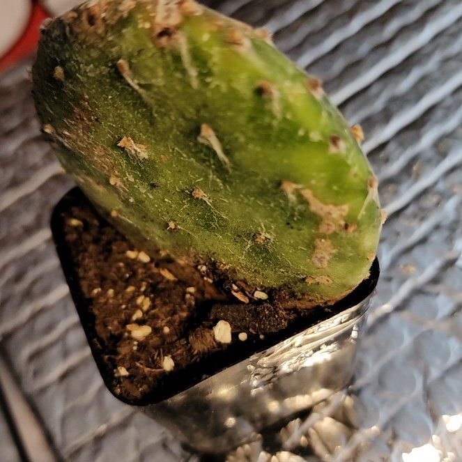 Photo of the plant species Arpon by @CivicNoognug68 named Opuntia decumbens on Greg, the plant care app