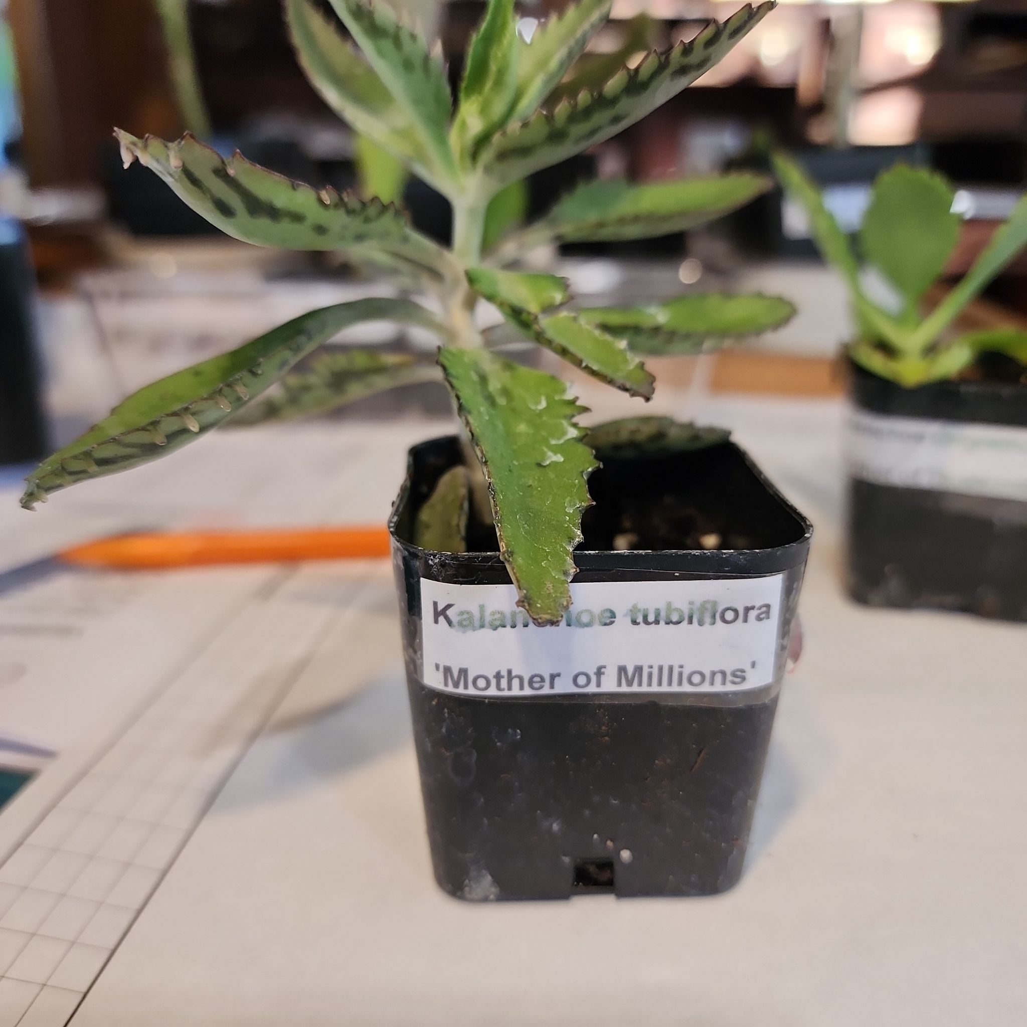 Photo of the plant species Mother of Millions by @CivicNoognug68 named Kalanchoe tubiflora on Greg, the plant care app