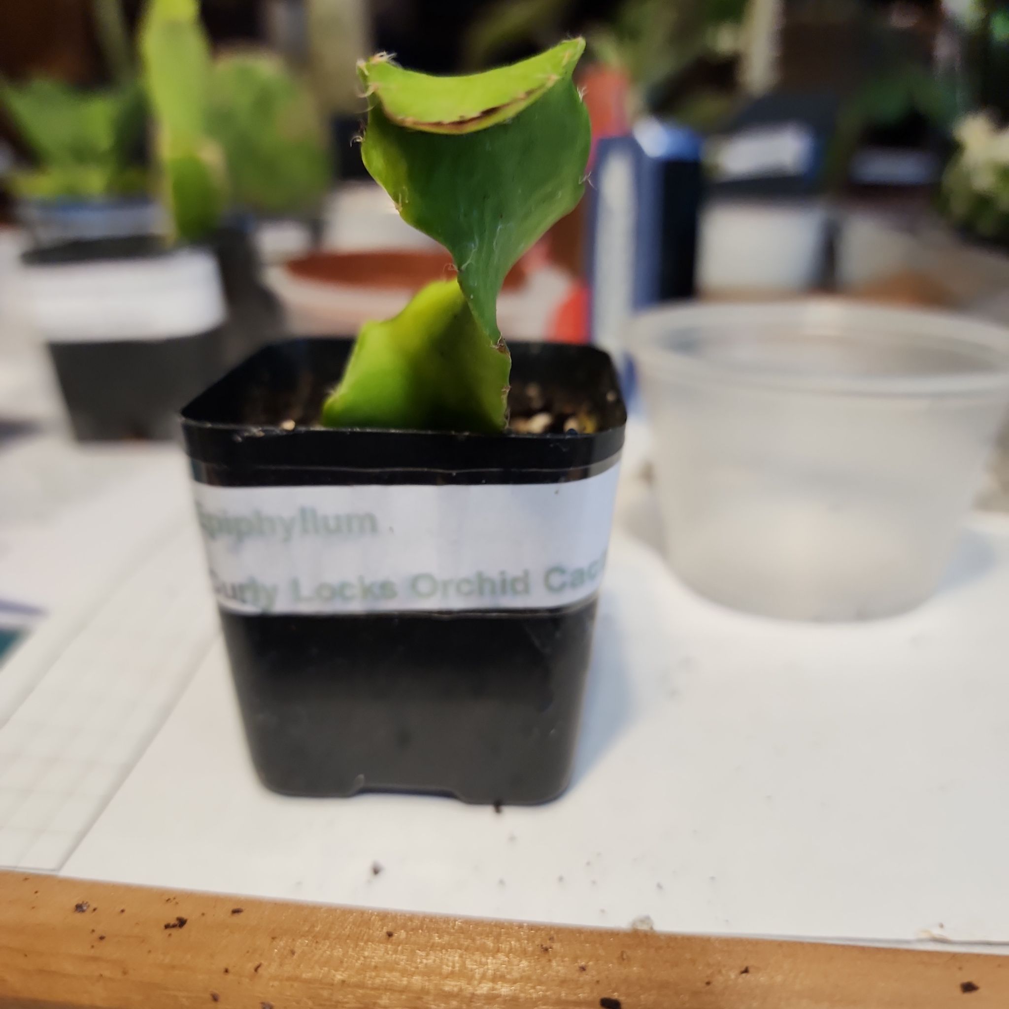 Photo of the plant species Curly Locks Orchid Cactus by @CivicNoognug68 named Epiphyllum hookeri subsp. on Greg, the plant care app