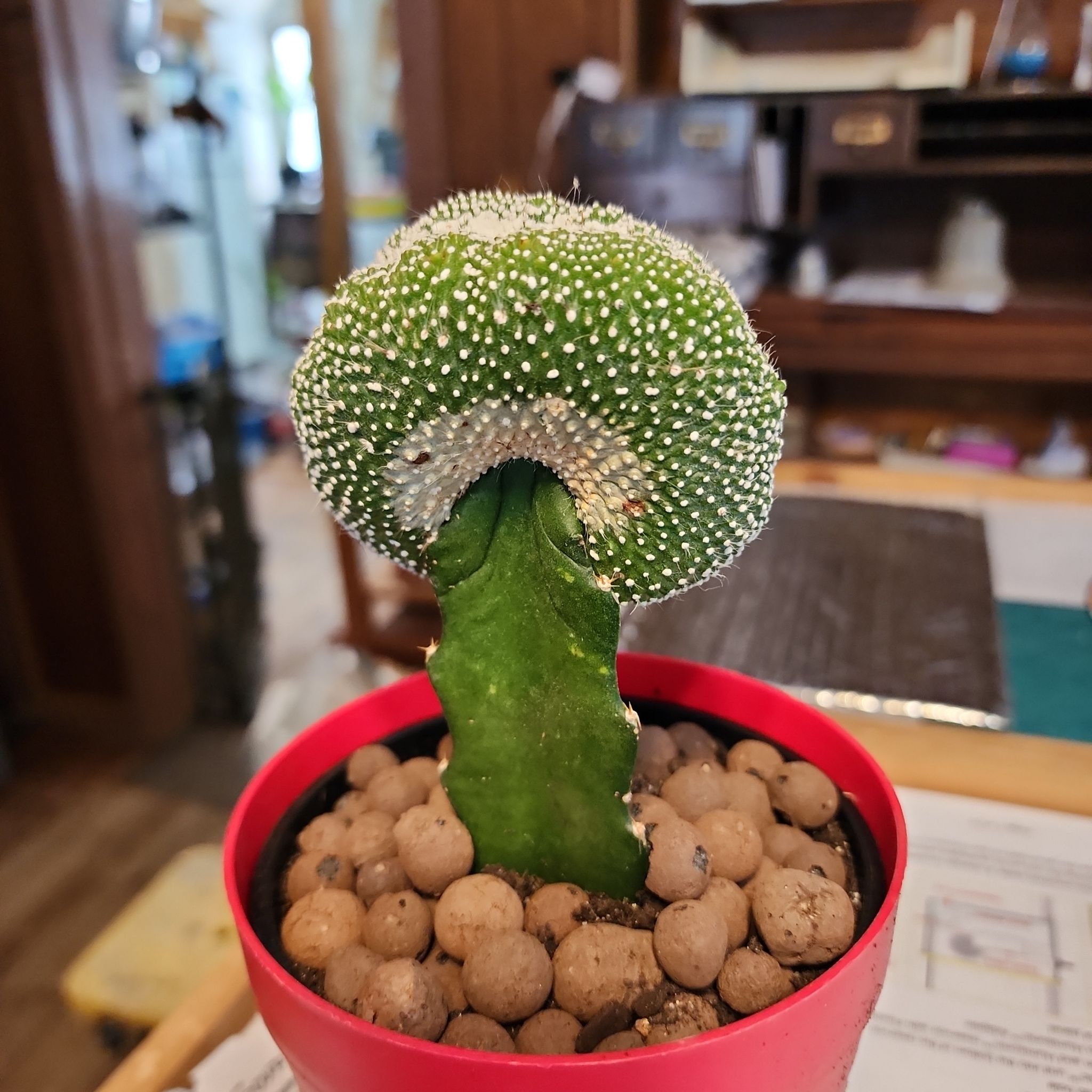 Photo of the plant species Notocactus scopa inermis crested grafted by @CivicNoognug68 named Zeus on Greg, the plant care app